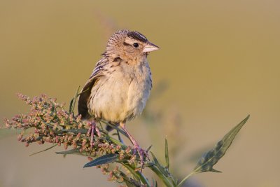 bobolink 080308IMG_5473