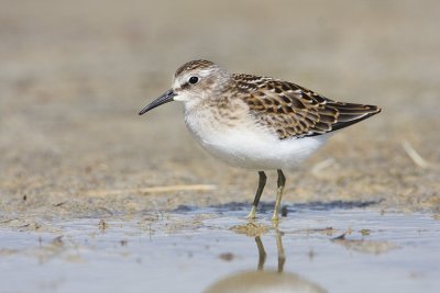 least sandpiper 080308IMG_4049