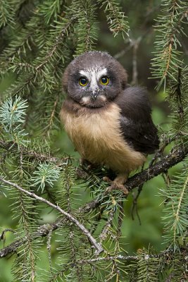 northern saw-whet owl 080208_MG_0195