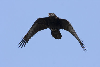 common raven 080408IMG_8095