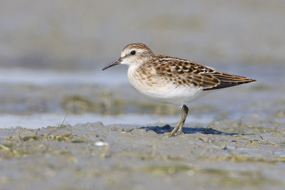 least sandpiper 080408IMG_7951