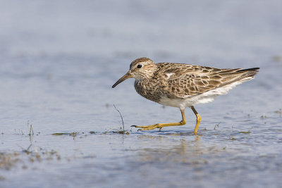 pectoral sandpiper 080408IMG_7955