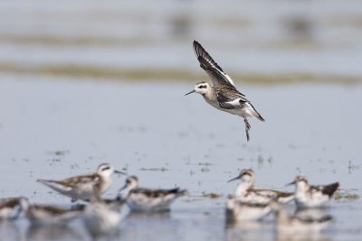 red-necked phalarope 080408IMG_6726