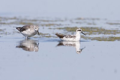 wilson's & red-necked phalaropes 080408IMG_5773