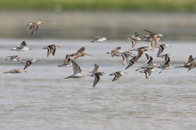 shorebirds 080408IMG_7710