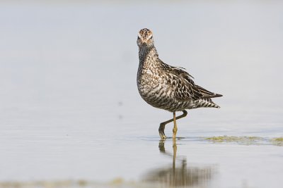 stilt sandpiper 080408IMG_6983