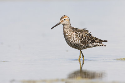 stilt sandpiper 080408IMG_6984