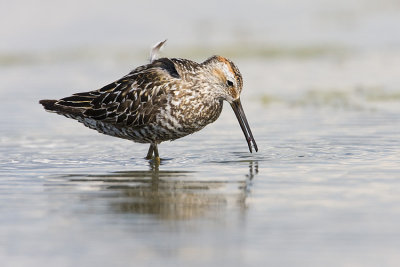 stilt sandpiper 080408IMG_7762