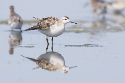 wilson's phalarope 080408IMG_5841