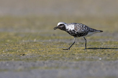 black-bellied plover 080408IMG_8207