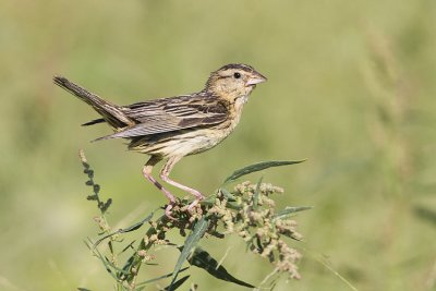 bobolink 080808IMG_8772