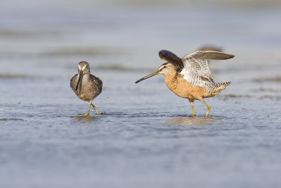 long-billed dowitchers 080408IMG_8328