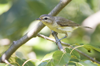 philadelphia vireo 080808IMG_8743