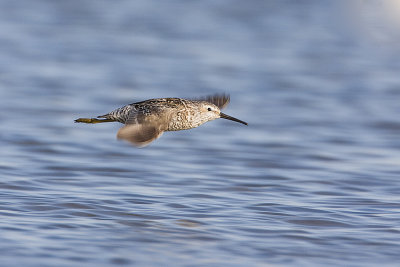 stilt sandpiper 080408IMG_8458