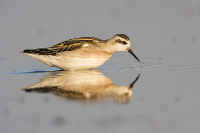red-necked phalarope 080808IMG_9235