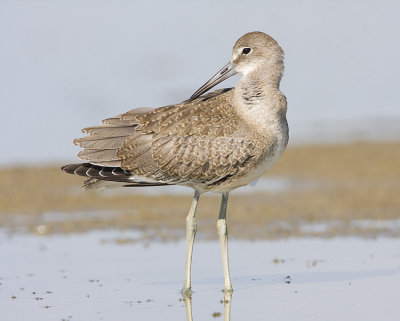 willet 080908IMG_0119