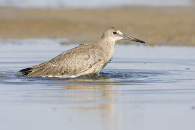 willet 080908IMG_0507