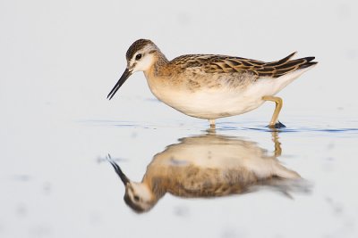 wilson's phalarope 080808IMG_9021