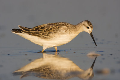 wilson's phalarope 080808IMG_9277