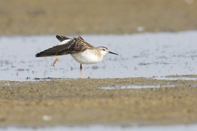 wilson's phalarope 080908IMG_9937