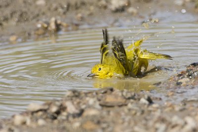 yellow warbler 080908IMG_9527