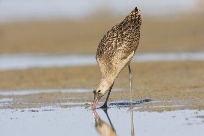marbled godwit 080908IMG_0295