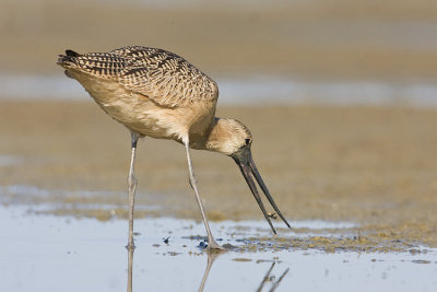 marbled godwit 080908IMG_0318