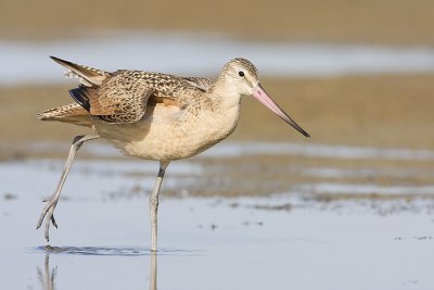 marbled godwit 080908IMG_0582