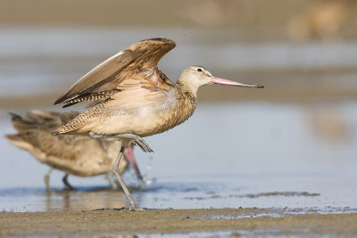marbled godwit 080908IMG_0597