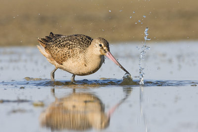 marbled godwit 080908IMG_0651