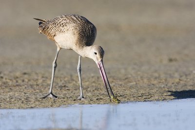 marbled godwit 080908IMG_0696