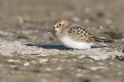 baird's sandpiper 081608_MG_2887