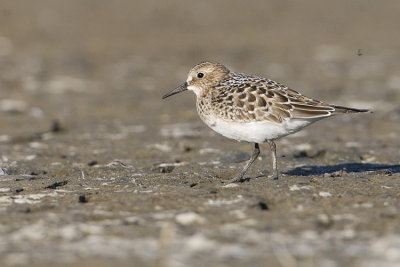 baird's sandpiper 081608_MG_2917