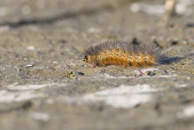 tiger moth caterpillar 081608_MG_2860