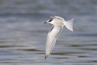 common tern 081008_MG_0904