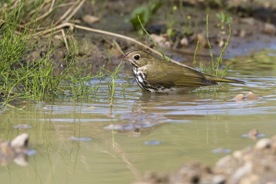 ovenbird 081608_MG_1862