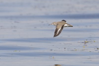 spotted sandpiper 081008_MG_0758