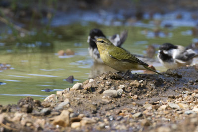 tennessee warbler 081608_MG_2007