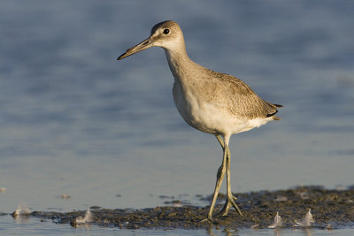 willet 081608_MG_3018