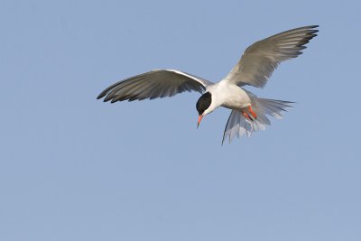 Common Terns