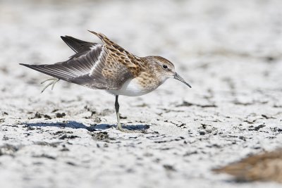 least sandpiper 081708_MG_4166