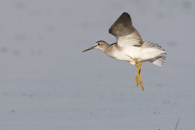lesser yellowlegs 081708_MG_3313