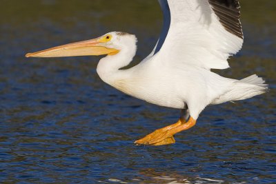 american white pelican 082408_MG_4751