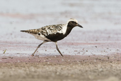 black-bellied plover 082408_MG_4899