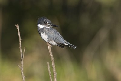 belted kingfisher 082408_MG_4793