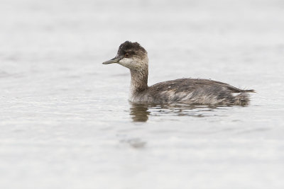 eared grebe 082408_MG_5076