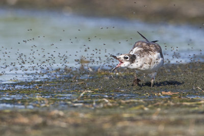 franklin's gull 082408_MG_5755