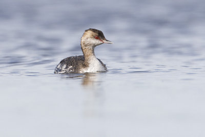 horned grebe 082408_MG_5481