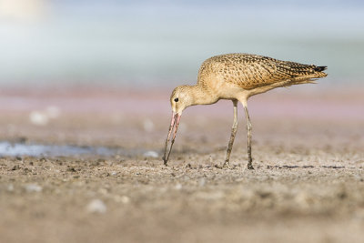 marbled godwit 082408_MG_5783