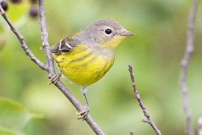 magnolia warbler 081908_MG_4368